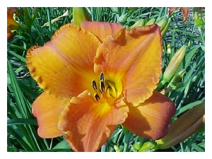 HEMEROCALLIS x 'Mauna Loa'